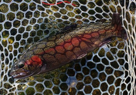 秋晴れのフィッシングパーク高島の泉で釣りまくる